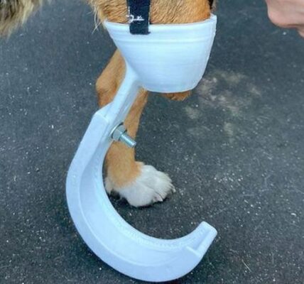 student-weterynarii-drukuje-w-3d-protezy-dla-okaleczonych-psow