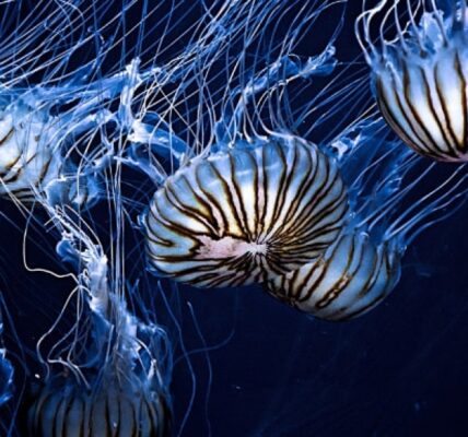 ciekawostki-o-meduzach