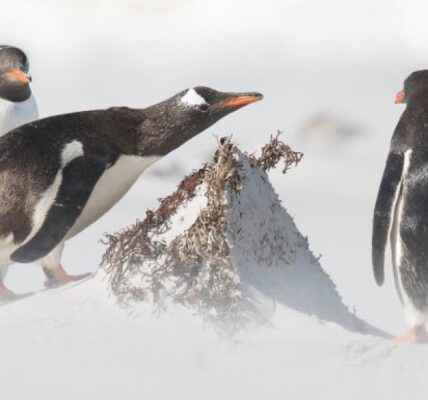 pingwiny-ciekawostki-–-informacje-o-pingwinach
