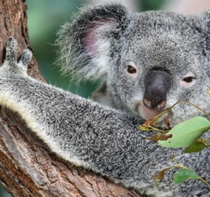nieznane-ciekawostki-o-misiach-koala