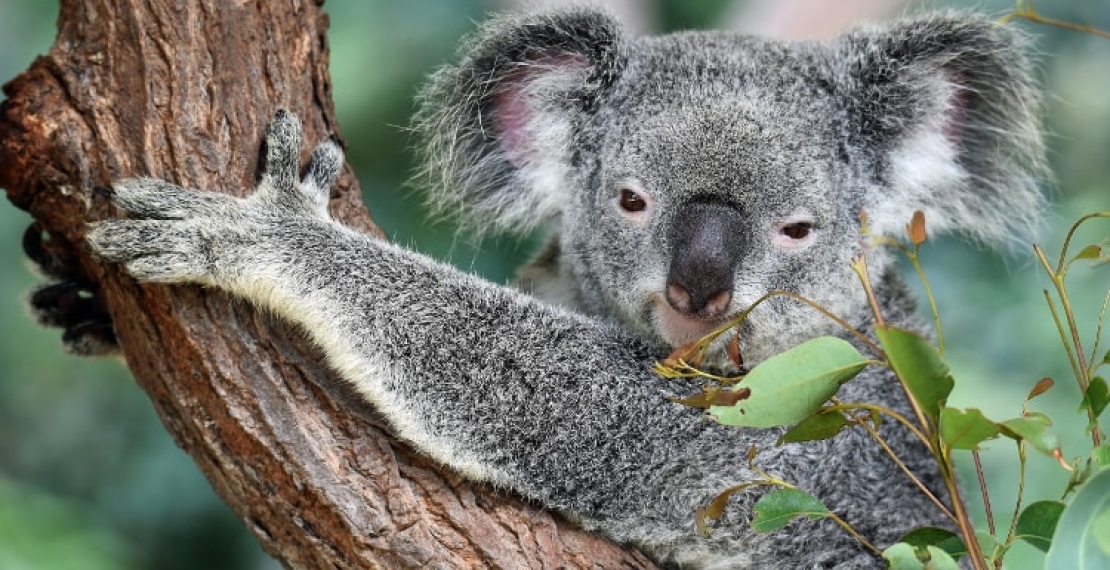 nieznane-ciekawostki-o-misiach-koala