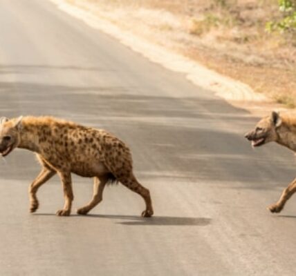 hiena-ciekawostki-–-co-jedza-i-gdzie-zyja?