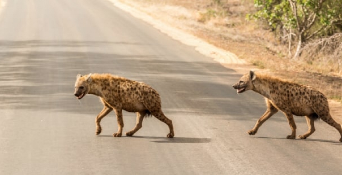 hiena-ciekawostki-–-co-jedza-i-gdzie-zyja?