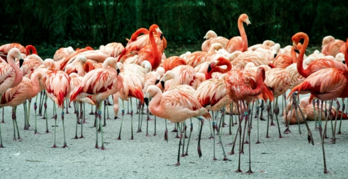 flamingi-informacje-i-ciekawostki