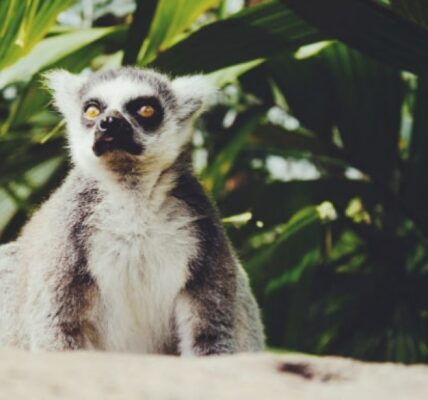 lemury-informacje-i-ciekawostki
