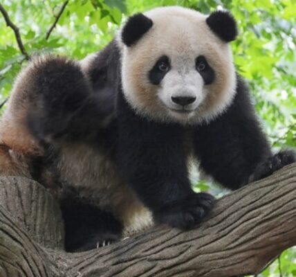 panda-wielka-–-informacje-i-ciekawostki