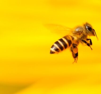 ciekawostki-o-pszczolach